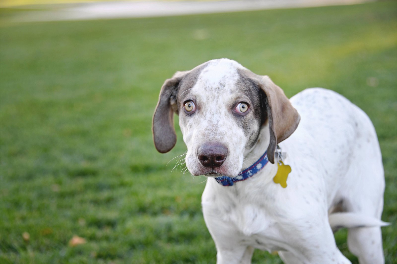 Dog Realizing Rescue Puppy Is Blind Melts Hearts: 'Precious