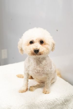 Meet Lucky  Lucky is a very sweet mini-poodle that is thought to be between 4 and 5 Her foster