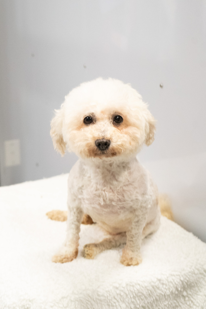 Lucky #3935, an adoptable Poodle in Studio City, CA, 91604 | Photo Image 1