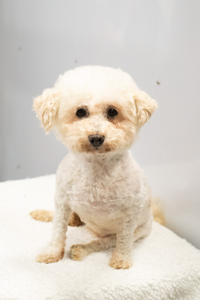 Lucky #3935, an adoptable Poodle in Studio City, CA, 91604 | Photo Image 2