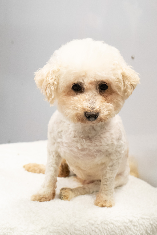 Lucky #3935, an adoptable Poodle in Studio City, CA, 91604 | Photo Image 3