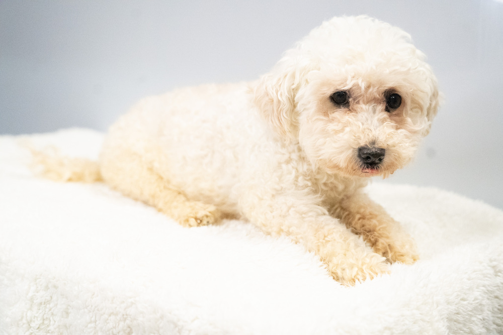 Lucky #3935, an adoptable Poodle in Studio City, CA, 91604 | Photo Image 4