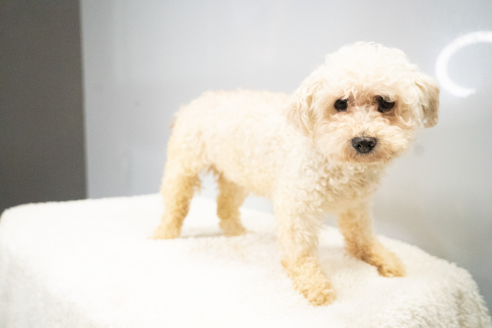 Lucky #3935, an adoptable Poodle in Studio City, CA, 91604 | Photo Image 5