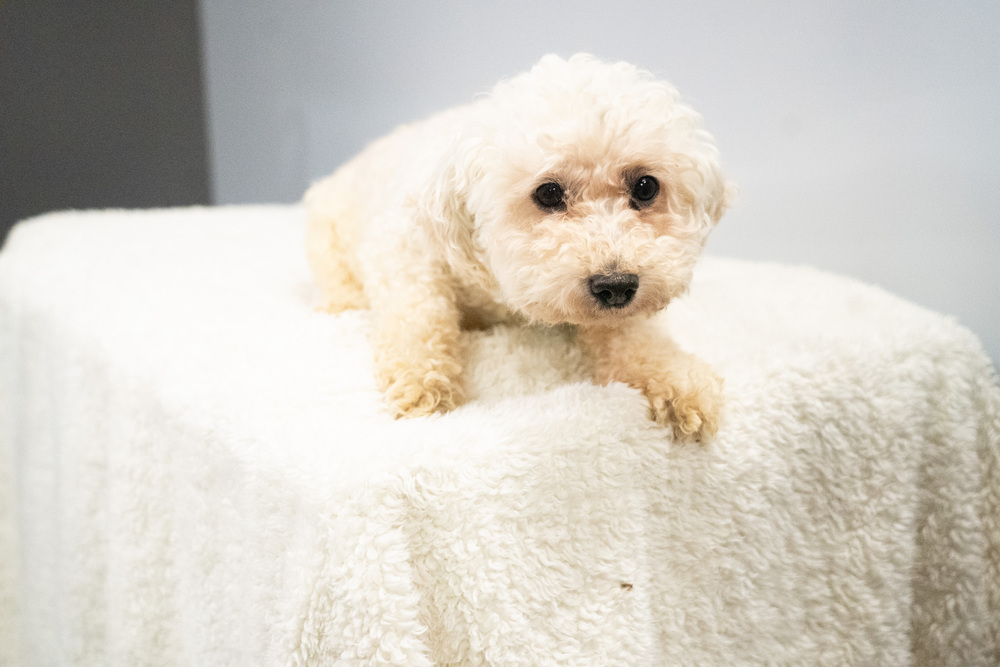 Lucky #3935, an adoptable Poodle in Studio City, CA, 91604 | Photo Image 6