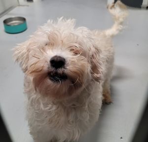 Meet Frazier Fraizers story starts in Fraizer Park where he was found terrified shut down and o