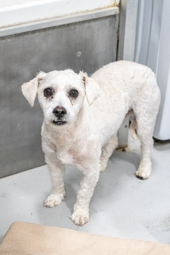 Fraizer Kern #0551, an adoptable Poodle in Studio City, CA, 91604 | Photo Image 3