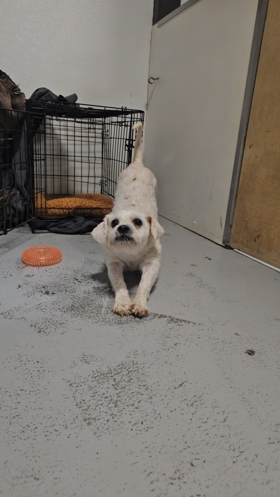 Fraizer Kern #0551, an adoptable Poodle in Studio City, CA, 91604 | Photo Image 4