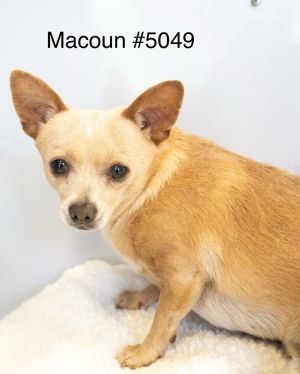Macoun #5049 Chihuahua Dog