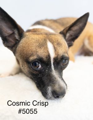 Meet Cosmic Crisp Can you hear the crisp sound Cosmic Crisp has a lot to give He is a little