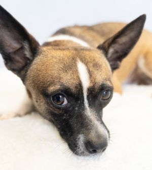 Cosmic Crisp Male Chihuahua  Loyal Shadow  Big Talker Bigger Heart Cosmic Crisp is Cameos ride-o