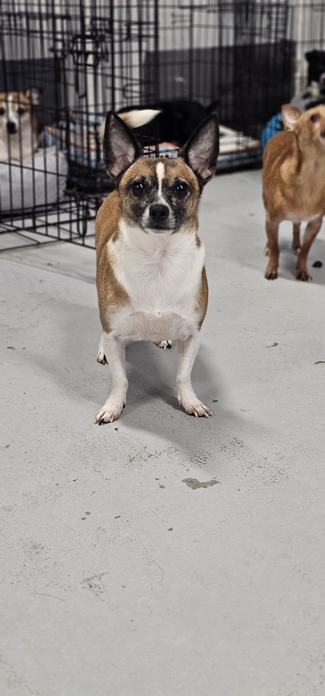 Cosmic Crisp thumbnail 2