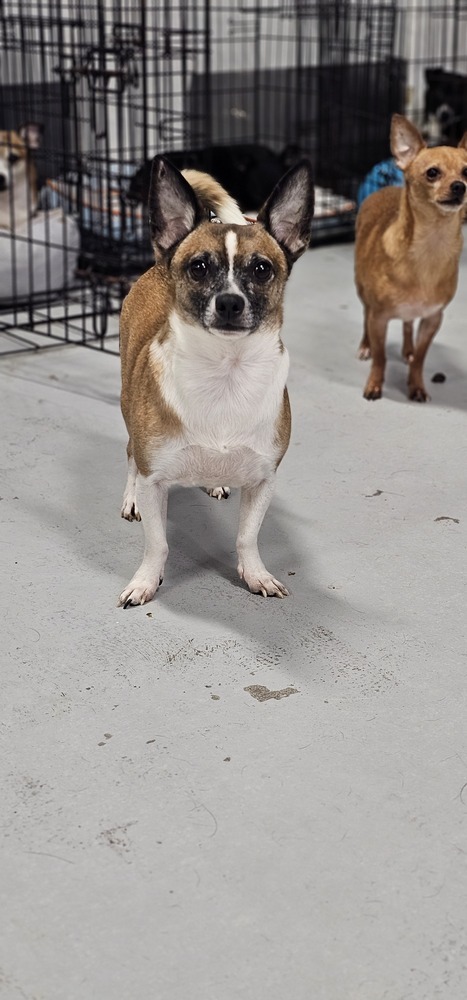 Cosmic Crisp thumbnail 3