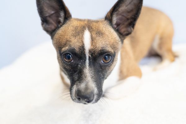 Cosmic Crisp thumbnail 5