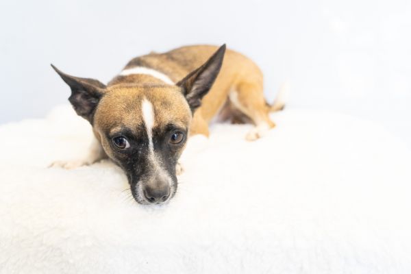 Cosmic Crisp thumbnail 6