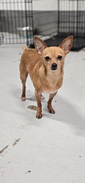 McIntosh Red Male Chihuahua  Little Explorer  Quietly Brave Dont let his small size fool youMcInt