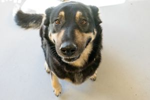 Meet Pupto Pupto is a very sweet girl who gets along pretty well with all the o