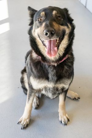 Meet Pupto our 5-year-old ShepherdHusky mix who has been searching for her person for way too long