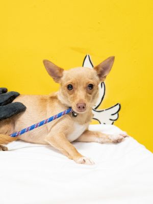 This little mama was found in bakersfield with her 4 puppies We took them in and slowly all her pup