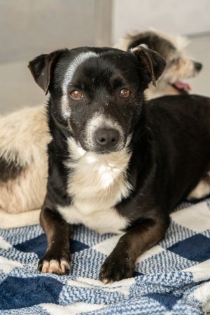 Meet Ramsey The Bossy but Bashful Chiweenie Mix Ramsey is a 5-year-old ChiweenieTerrier mix with a 