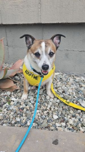 Cameo Male Chihuahua  Belly Rub Enthusiast  Sweet Leader Cameo is the quiet star of the show As t