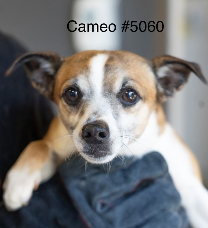 Cameo #5060 6