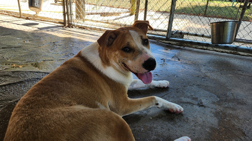 Archer, an adoptable Terrier in Ruston, LA, 71270 | Photo Image 1