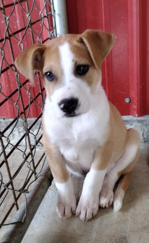 Archer, an adoptable Terrier in Ruston, LA, 71270 | Photo Image 2