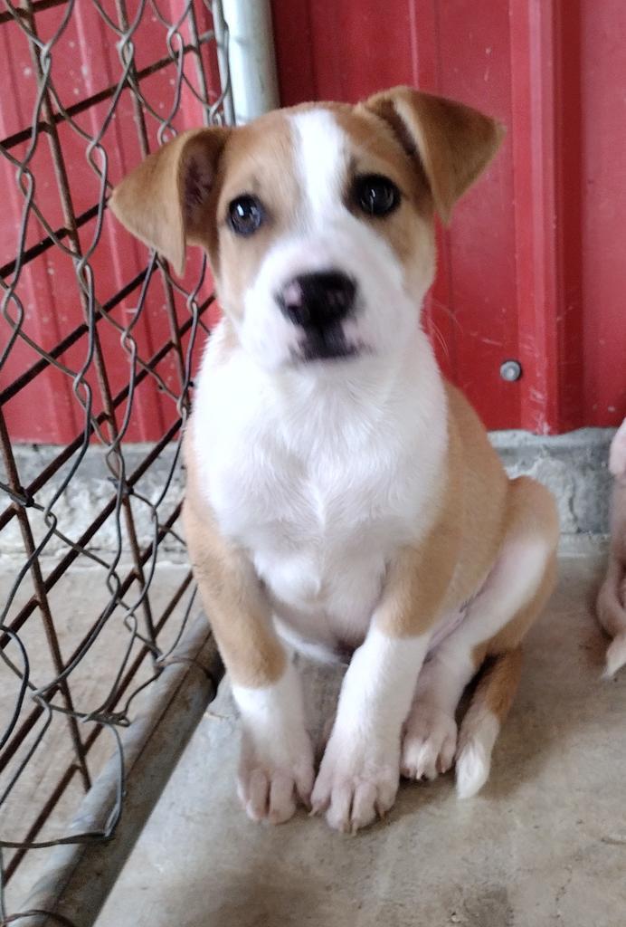 Archer, an adoptable Terrier in Ruston, LA, 71270 | Photo Image 3