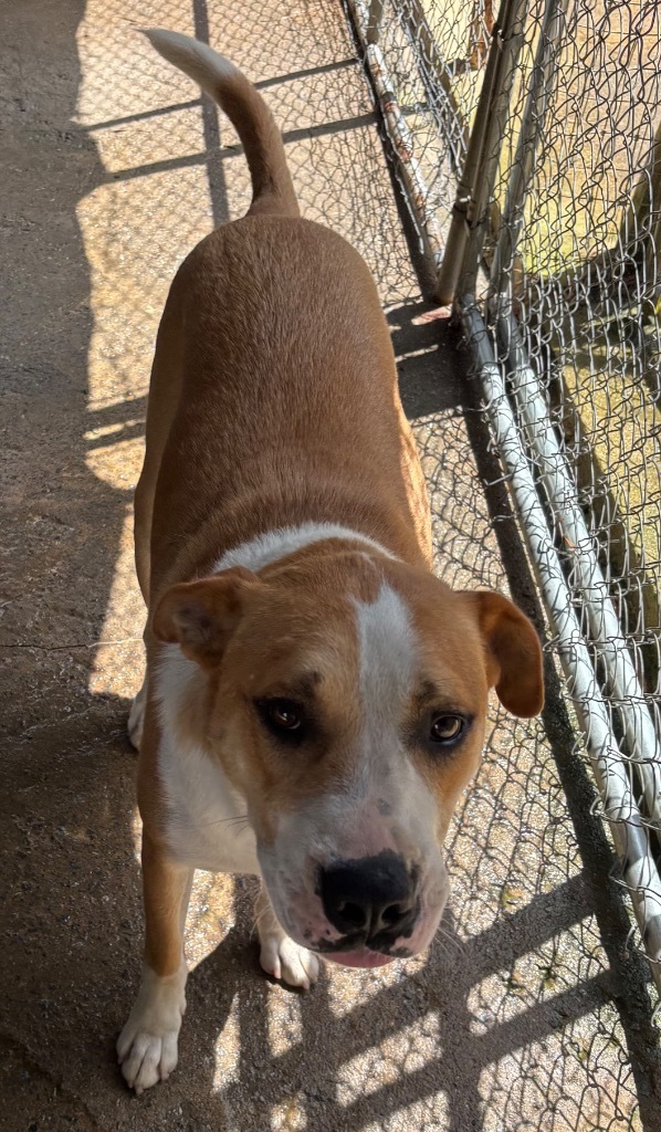 Archer, an adoptable Terrier in Ruston, LA, 71270 | Photo Image 4