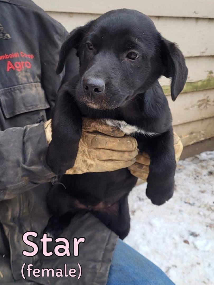 Spca store labrador puppies