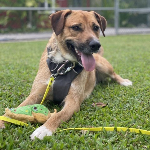 Echo, an adoptable Mixed Breed in Kailua Kona, HI, 96740 | Photo Image 1