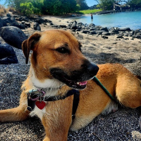 Echo, an adoptable Mixed Breed in Kailua Kona, HI, 96740 | Photo Image 4