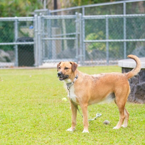Echo, an adoptable Mixed Breed in Kailua Kona, HI, 96740 | Photo Image 5