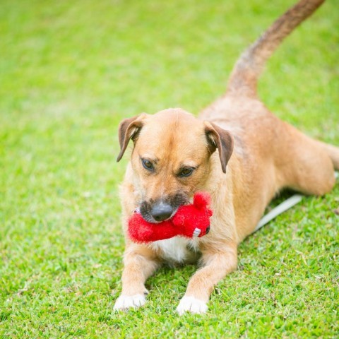 Echo, an adoptable Mixed Breed in Kailua Kona, HI, 96740 | Photo Image 6