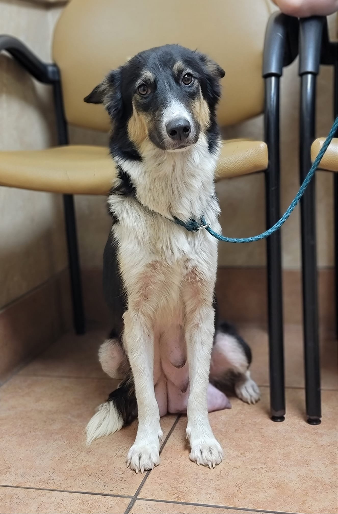 Shenandoah Shepherd Rescue - 9es1gkn