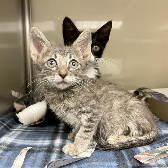 Cats for Adoption Near San Antonio, TX