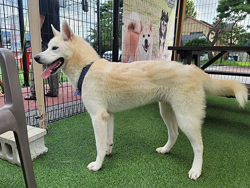 Jindo husky hot sale mix puppy