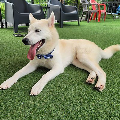 Jindo husky best sale