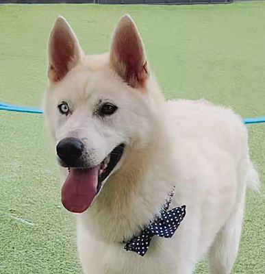 Jindo sales husky mix