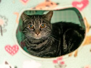 Bindi Domestic Short Hair Cat