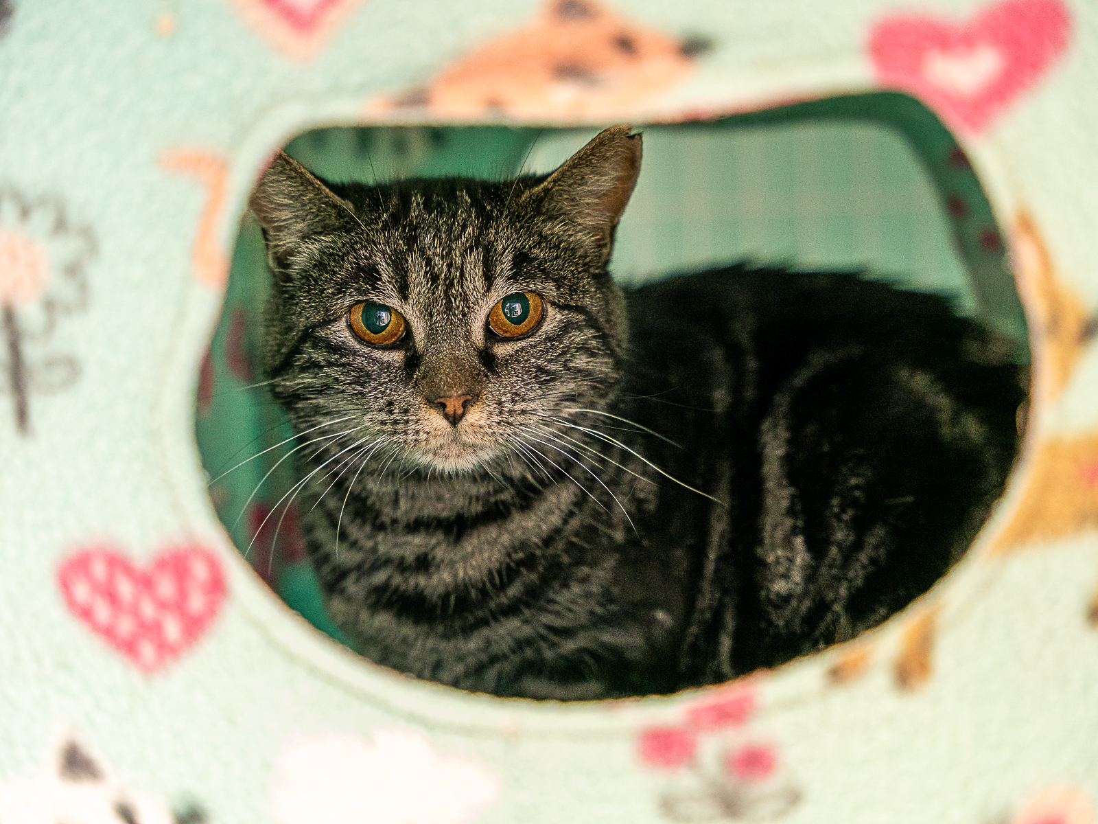 Bindi, an adoptable Domestic Short Hair in Bothell, WA, 98012 | Photo Image 1