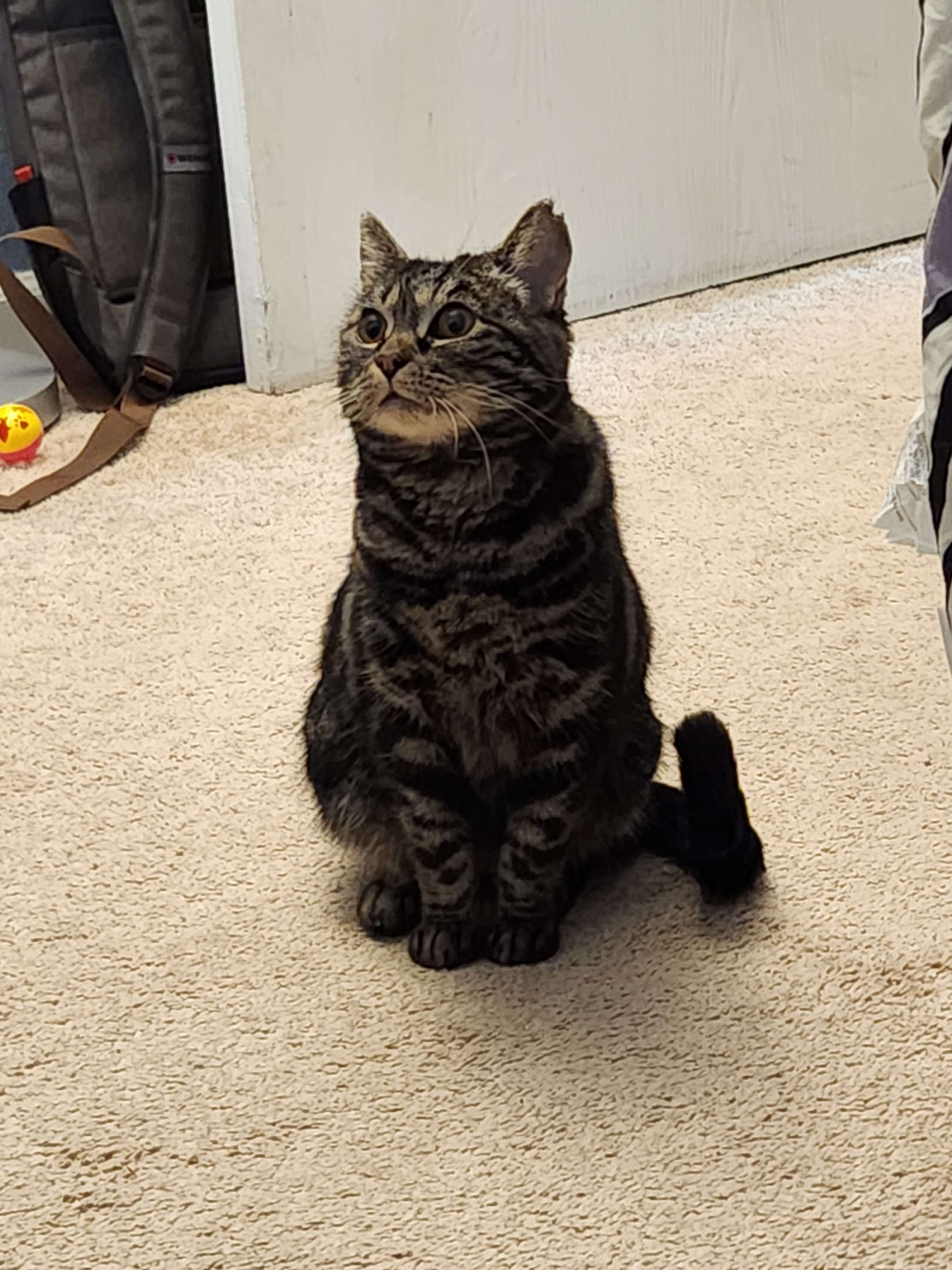 Bindi, an adoptable Domestic Short Hair in Bothell, WA, 98012 | Photo Image 2