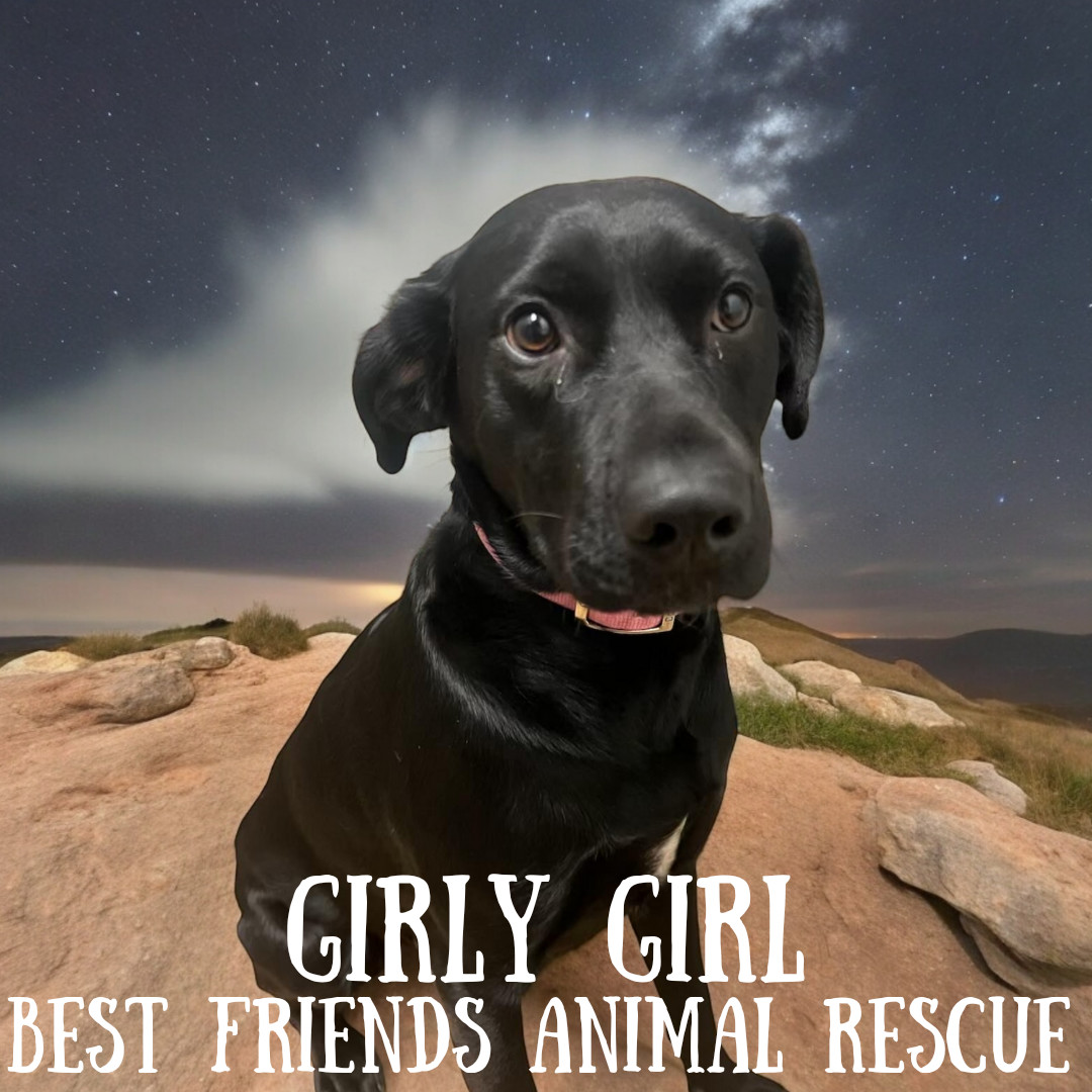 Girly Girl, an adoptable Labrador Retriever in Wasilla, AK, 99654 | Photo Image 2