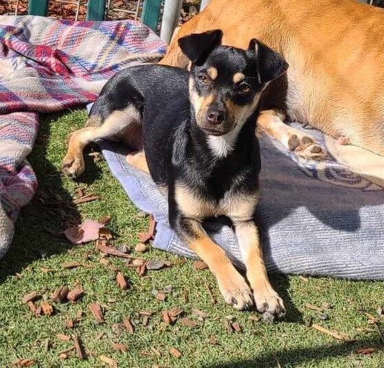 Skye, an adoptable Chihuahua, Terrier in Santa Rosa, CA, 95401 | Photo Image 1