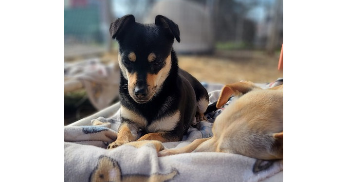 Skye, an adoptable Chihuahua, Terrier in Santa Rosa, CA, 95401 | Photo Image 2