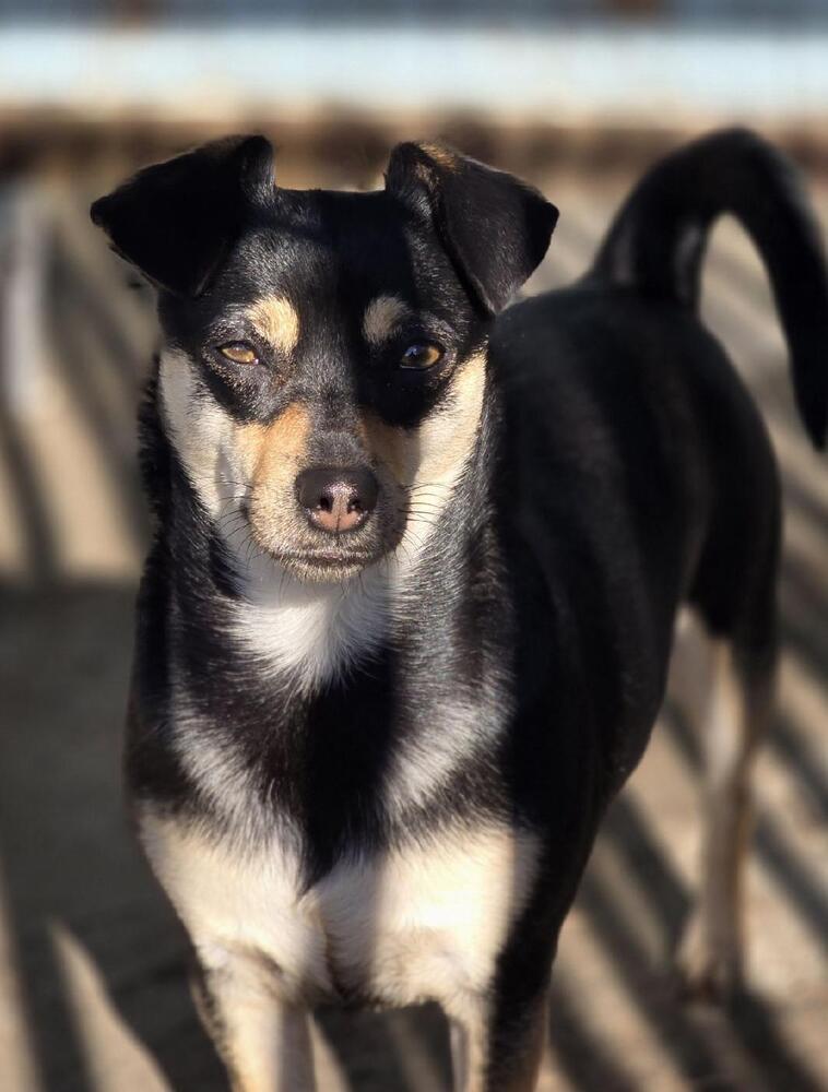 Skye, an adoptable Chihuahua, Terrier in Santa Rosa, CA, 95401 | Photo Image 2
