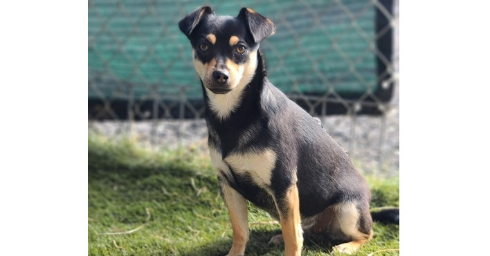 Skye, an adoptable Chihuahua, Terrier in Santa Rosa, CA, 95401 | Photo Image 3