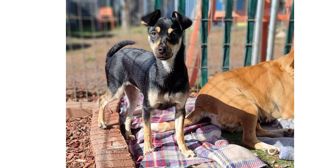 Skye, an adoptable Chihuahua, Terrier in Santa Rosa, CA, 95401 | Photo Image 4