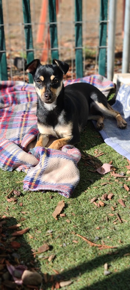 Skye, an adoptable Chihuahua, Terrier in Santa Rosa, CA, 95401 | Photo Image 6