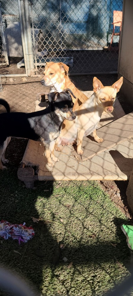 Skye, an adoptable Chihuahua, Terrier in Santa Rosa, CA, 95401 | Photo Image 6